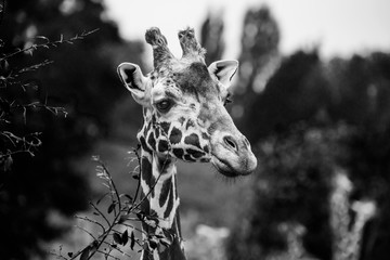 giraffe portrait in black and white