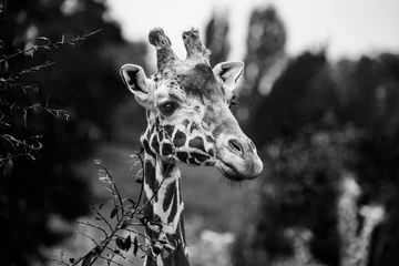 Gordijnen giraffe portrait in black and white © Vera Kuttelvaserova
