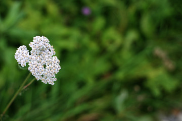 White flower on blurred green background