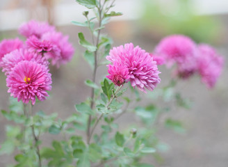 Pink flowers on blurred background