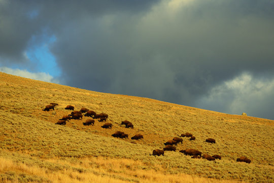 Herd of American Bison in autumn landscape