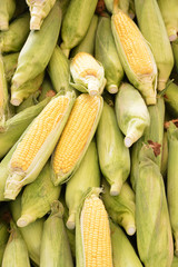 raw corn cob at the market