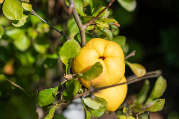 Ripe yellow quince fruits grows on a quince tree.