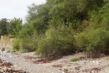 Wilde Uferlandschaft der Ostsee in der L&uuml;becker Bucht