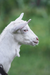 portrait of white adult goat grassing on summer meadow field at village countryside