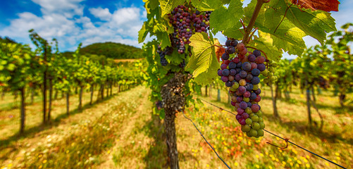 Fototapeta na wymiar fresh grapes in green vineyard