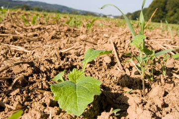 Frische Triebe in trockener Erde
