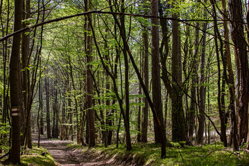 green forest path 