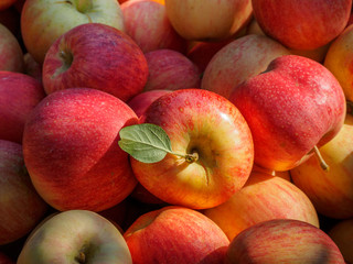 Red apple harvest, Royal Gala, in the countryside