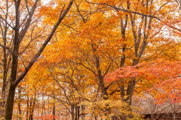 仙台市　泉ヶ岳紅葉