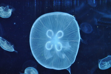 Oceanario Valencia - spagna