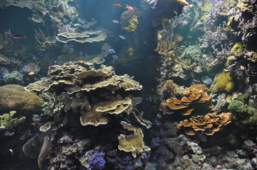 Oceanario Valencia - spagna