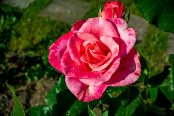 Beautiful pink rose on a background of green leaves. Background with flowers.