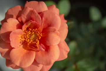 red flower in garden