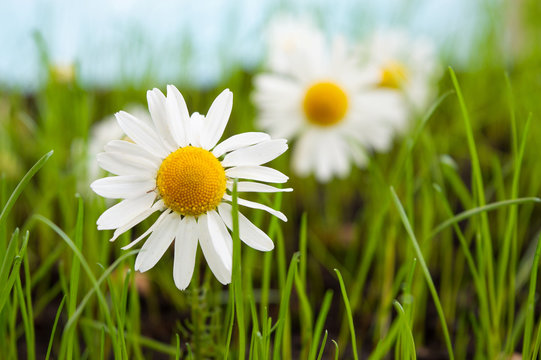 Daisies on the green grass. Photo of nature.