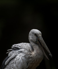 Asian Openbill (Anastomus oscitans) with black background.