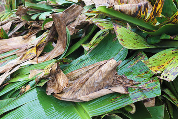 bananas from the field