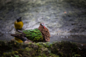 Common Emerald Dove ( Chalcophaps indica ) Swim in the pond.