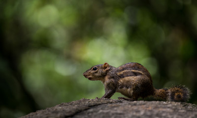 Indochinese ground squirrel on stone with sun light.