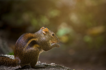 Indochinese ground squirrel on stone with sun light.