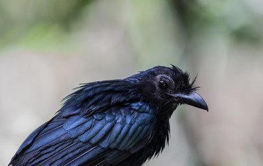 Greater Racket-tailed Drongo on branch tree.