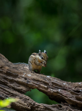 Indochinese ground squirrel on stone with sun light.