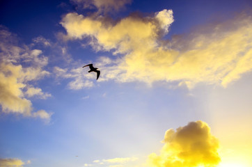 Fototapeta na wymiar Bird Flying In The Beautiful Sunlight Sky.
