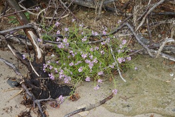 Pflanze mit violetten Blüten am Ufer der Ostsee