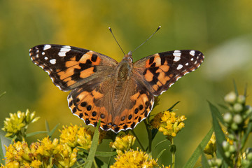 butterfly on flower