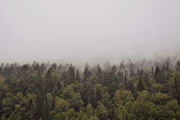 forest in fog