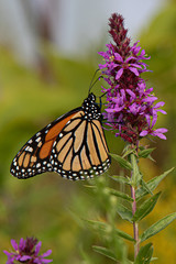 butterfly on a flower