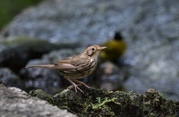 Pellorneum ruficeps on stone in forest of Thailand.