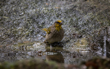 Stripe-throated Bulbul (Pycnonotus finlaysoni).Birds of Thailand.