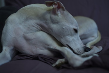 Sleeping dog portrait 