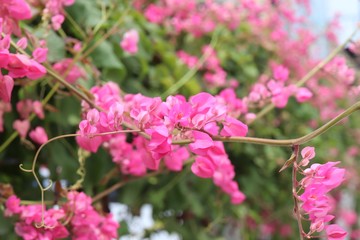 select focus Coral Vine, Mexican Creeper or Chain of love on tree in garden