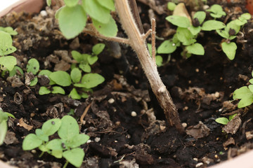 Holy Basil