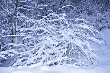 Trees in snow in winter