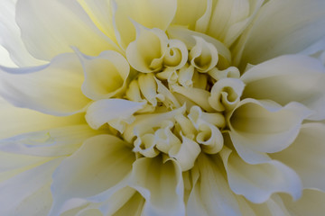 Dahlia flower called Dahlia Fleurel, grown in a garden