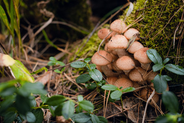 Mushroom on tree trunk. Old tree trunk almost declined with lots of fungus grows over