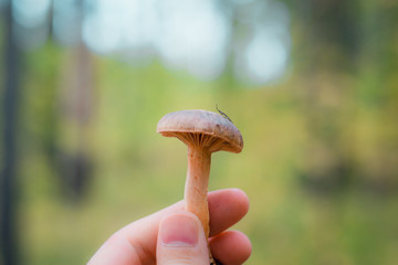 Edible mushroom in hand on the background of the forest, summer season