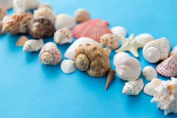 sealife and summer concept - different sea shells on blue background