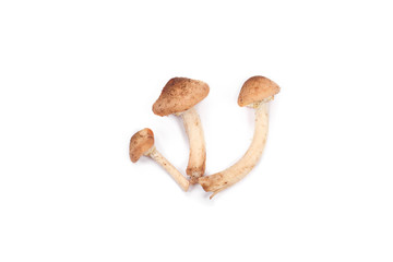Mushroom on a white background