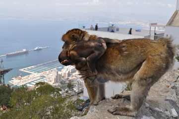 Naklejka premium Gibilterra