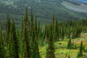 Grizzly bear in the forest