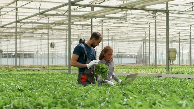 Female engineer with farm worker in a greenhouse inspecting the groth of green salad.