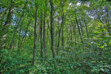 Fototapeta premium green forest in summer time