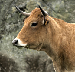 Vache aubracoise à Malbouzon, France