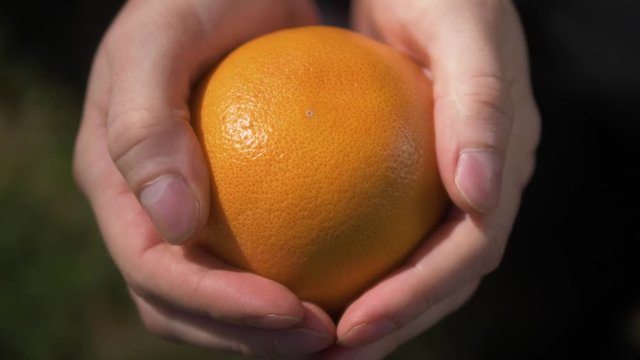 Man hand holding Pink ripe grapefruit in park, farmer fresh fruit
