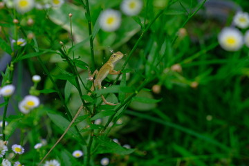 Chameleon on the leaf