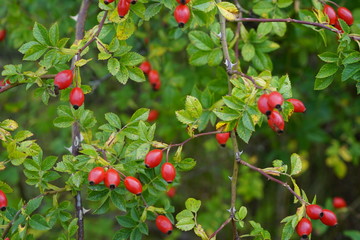 Hagebutten am einem Strauch an der Ostsee